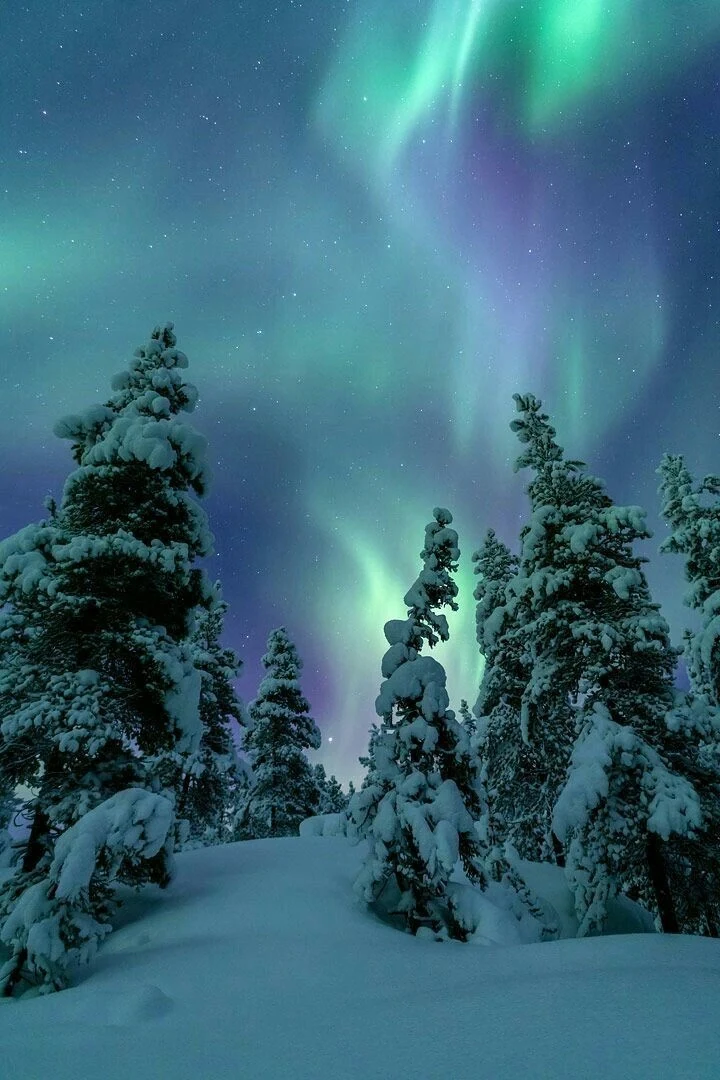 The aurora borealis over snowy pines: the reference for the palette